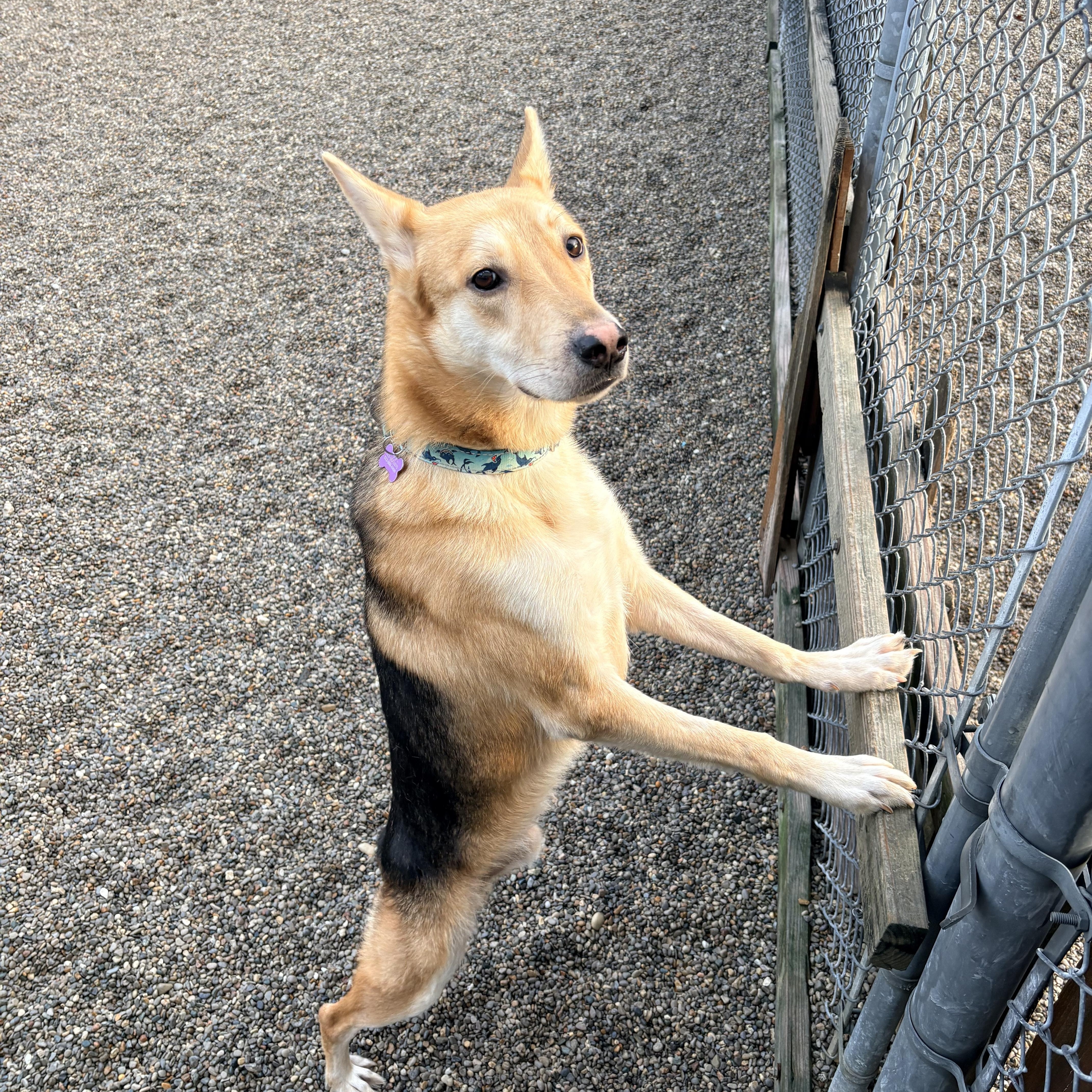 Enlarge Tyson, a Adoptable mixed breed in Cincinnati, OH image 5/5