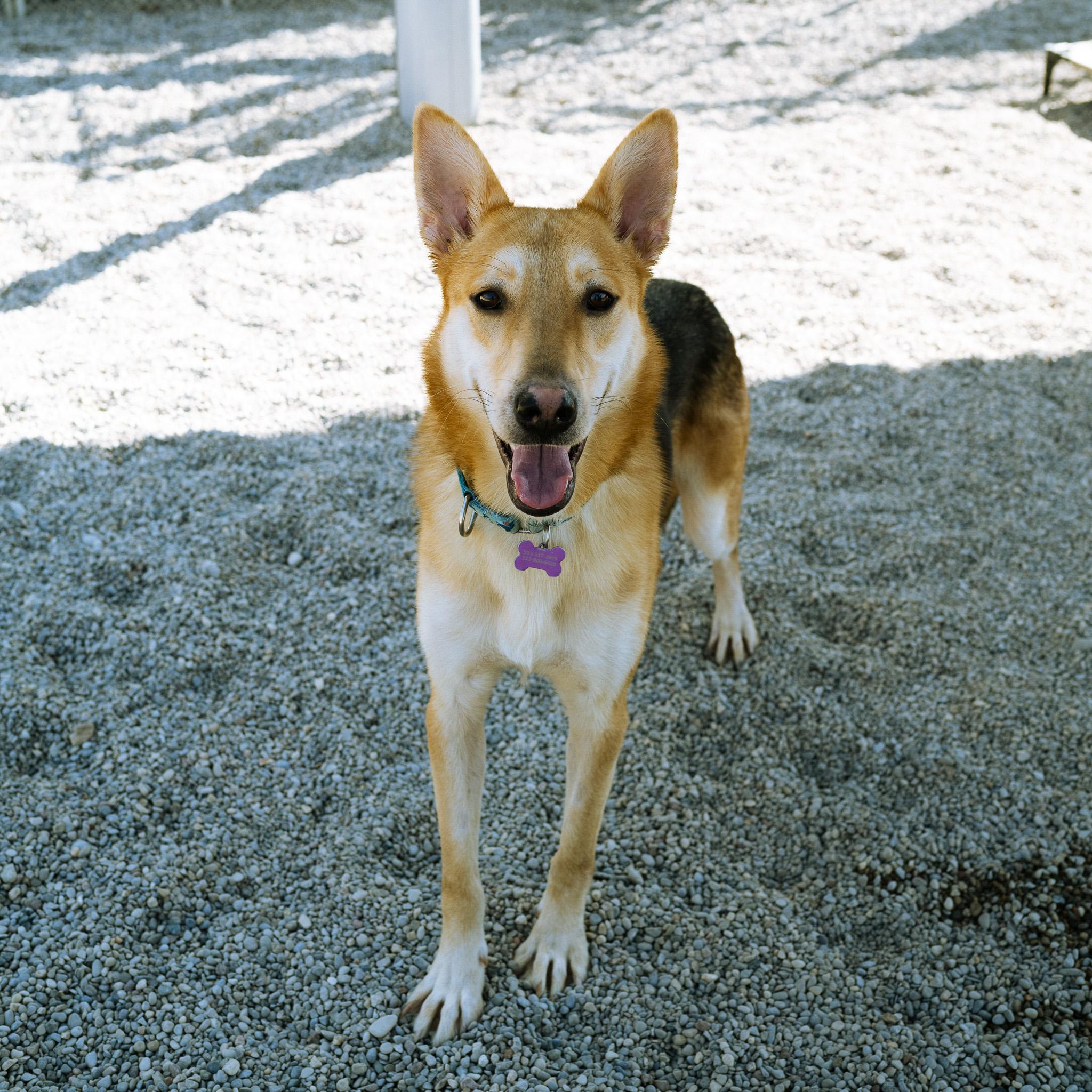 Enlarge Tyson, a Adoptable mixed breed in Cincinnati, OH image 2/5