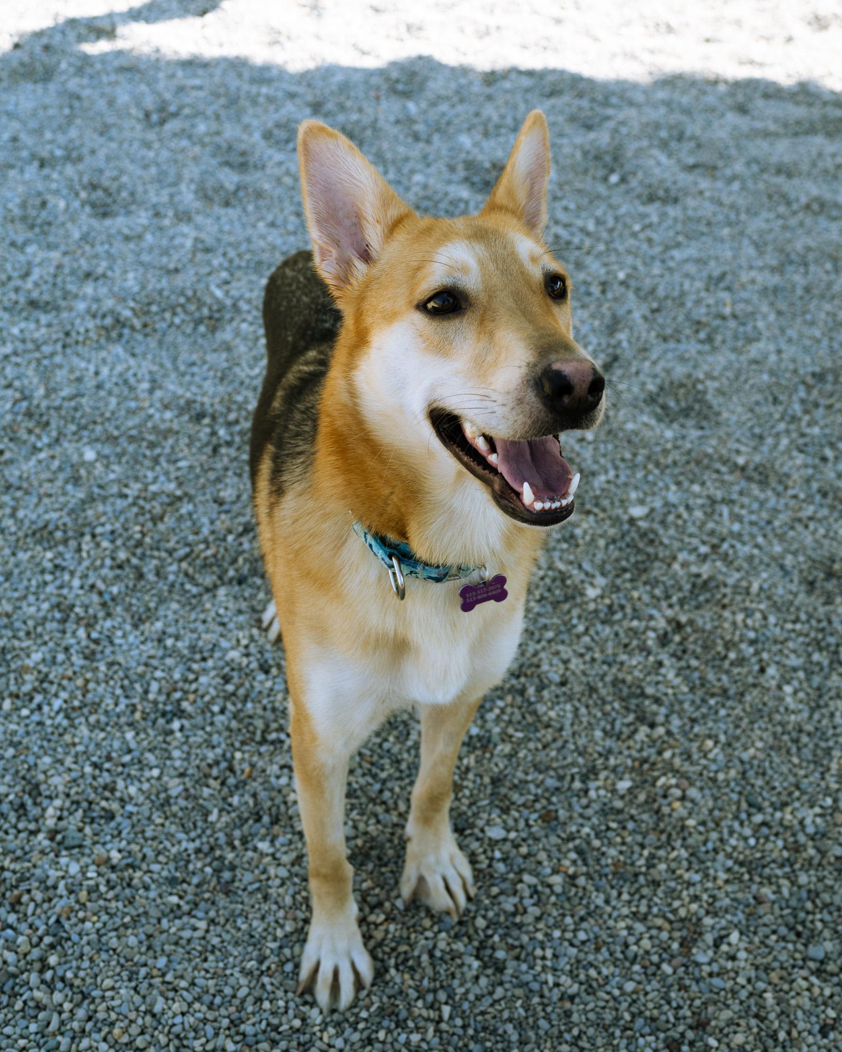 Enlarge Tyson, a Adoptable mixed breed in Cincinnati, OH image 1/5
