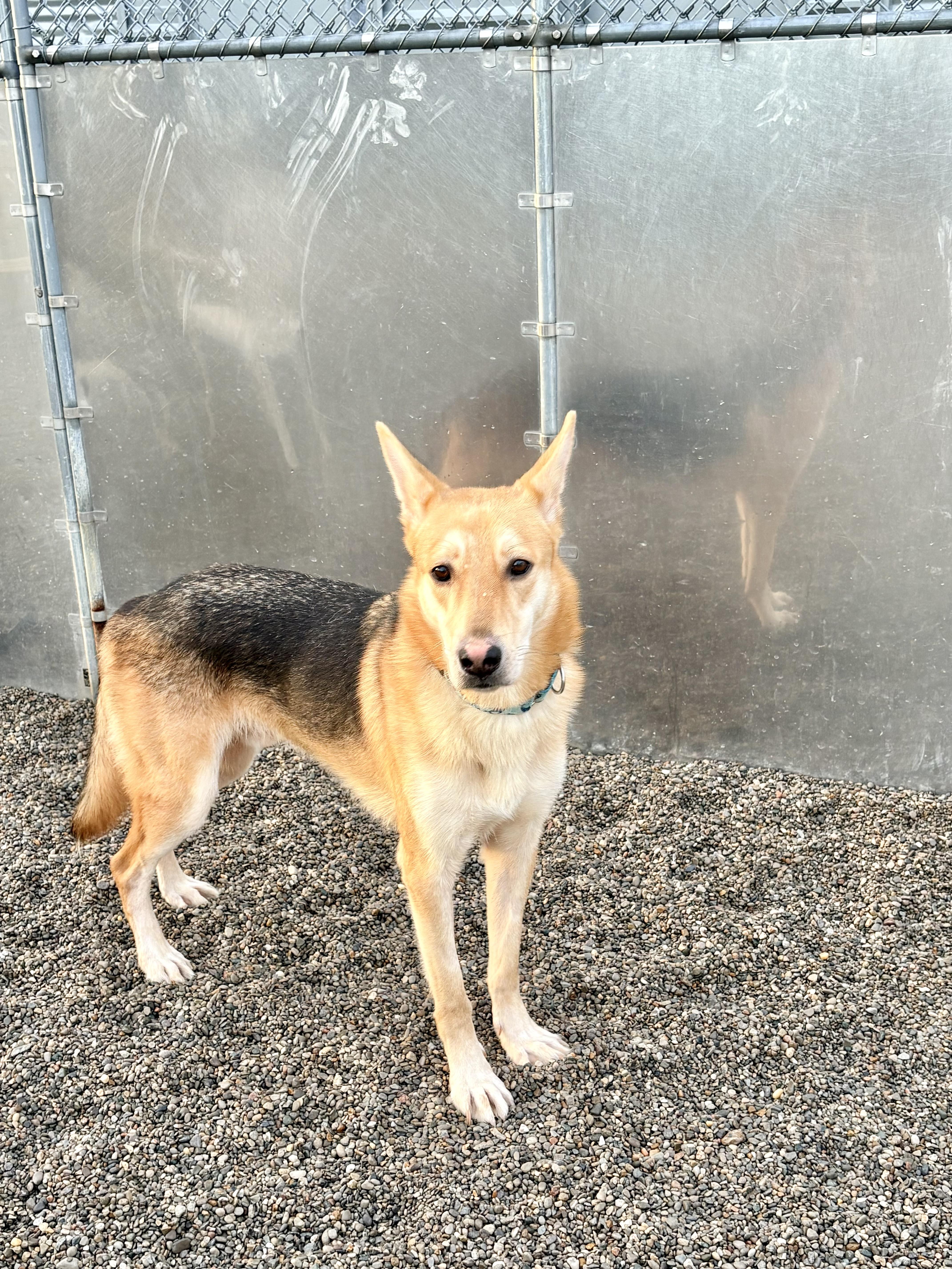 Enlarge Tyson, a Adoptable mixed breed in Cincinnati, OH image 3/5