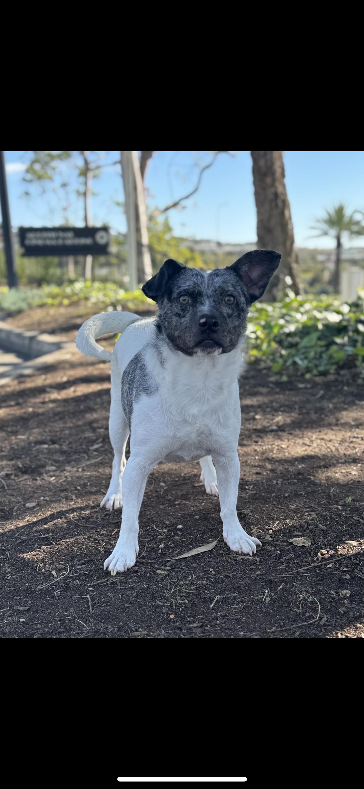 Enlarge Sterling, a ADOPTABLE mixed breed in Hamden, CT image 1/3