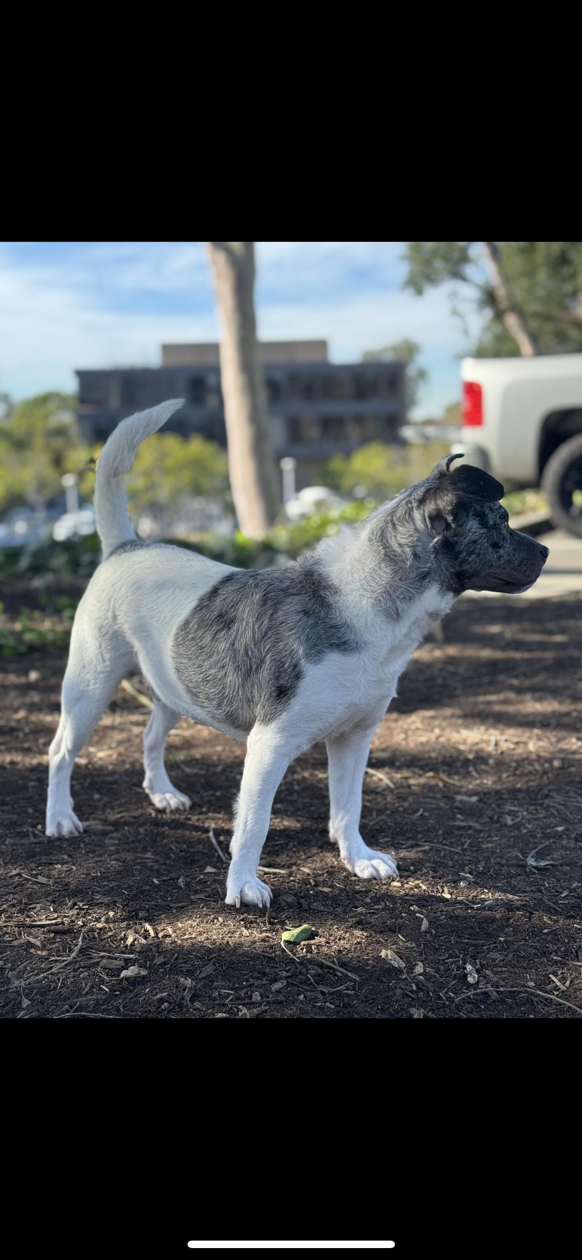 Enlarge Sterling, a ADOPTABLE mixed breed in Hamden, CT image 3/3