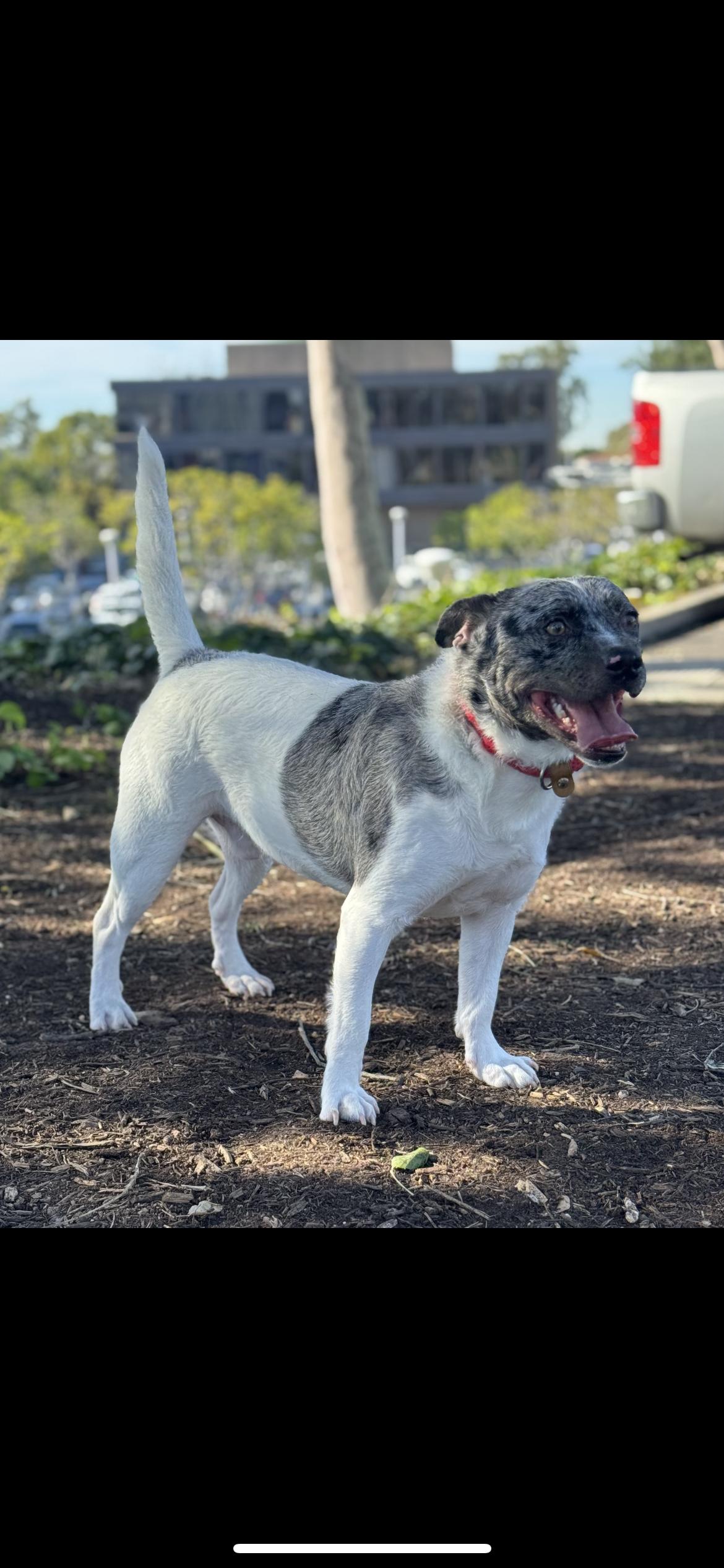 Enlarge Sterling, a ADOPTABLE mixed breed in Hamden, CT image 2/3