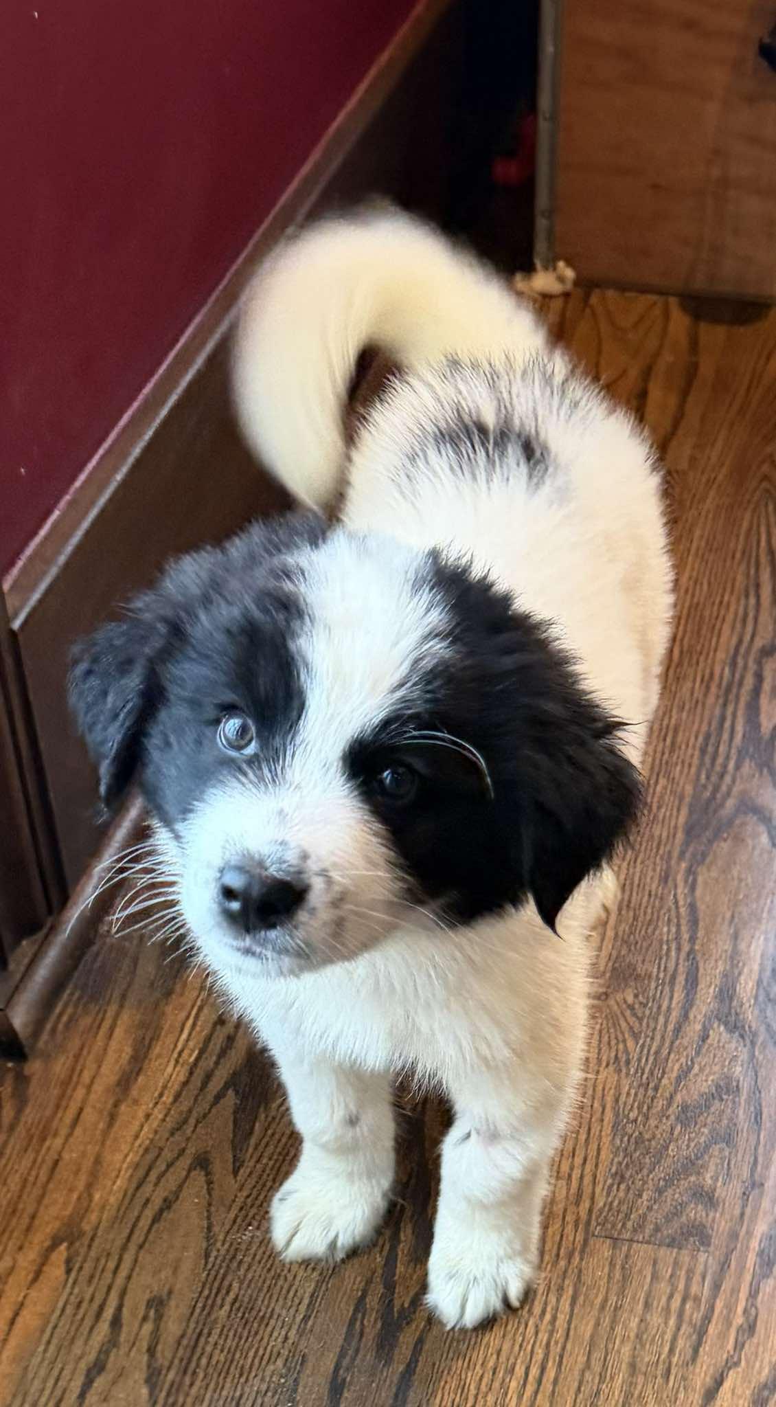Wilde, a ADOPTABLE Great Pyrenees in Kiowa, OK image 2/6
