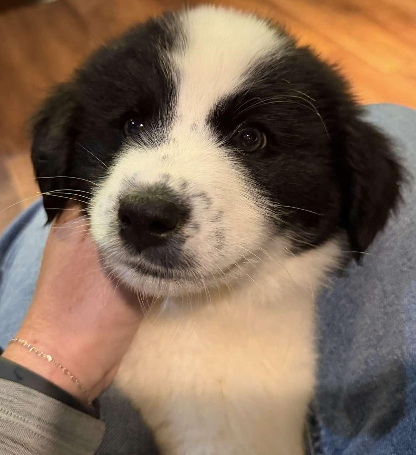 Wilde, a ADOPTABLE Great Pyrenees in Kiowa, OK image 4/6