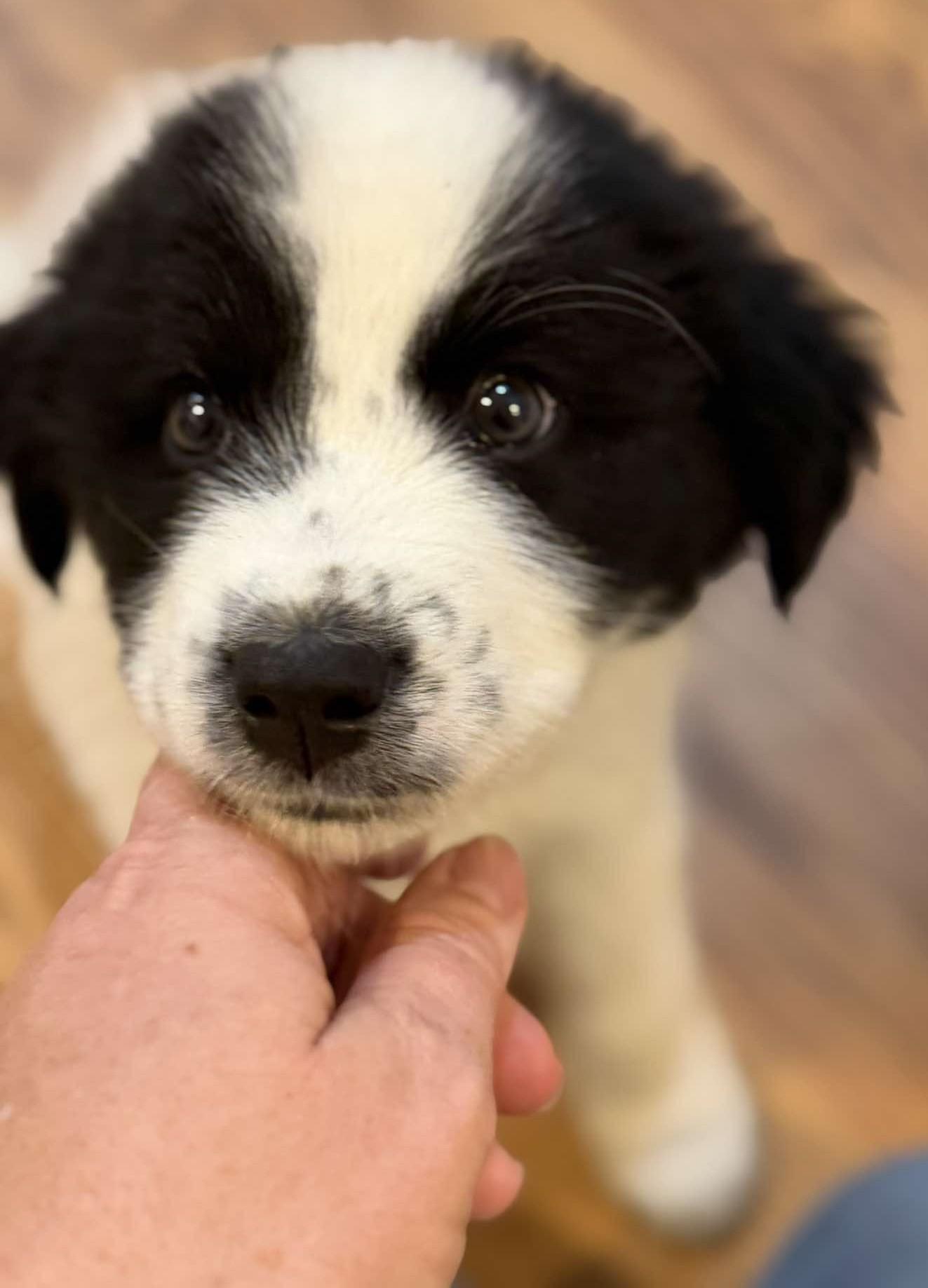 Wilde, ADOPTABLE, Puppy Male Great Pyrenees.