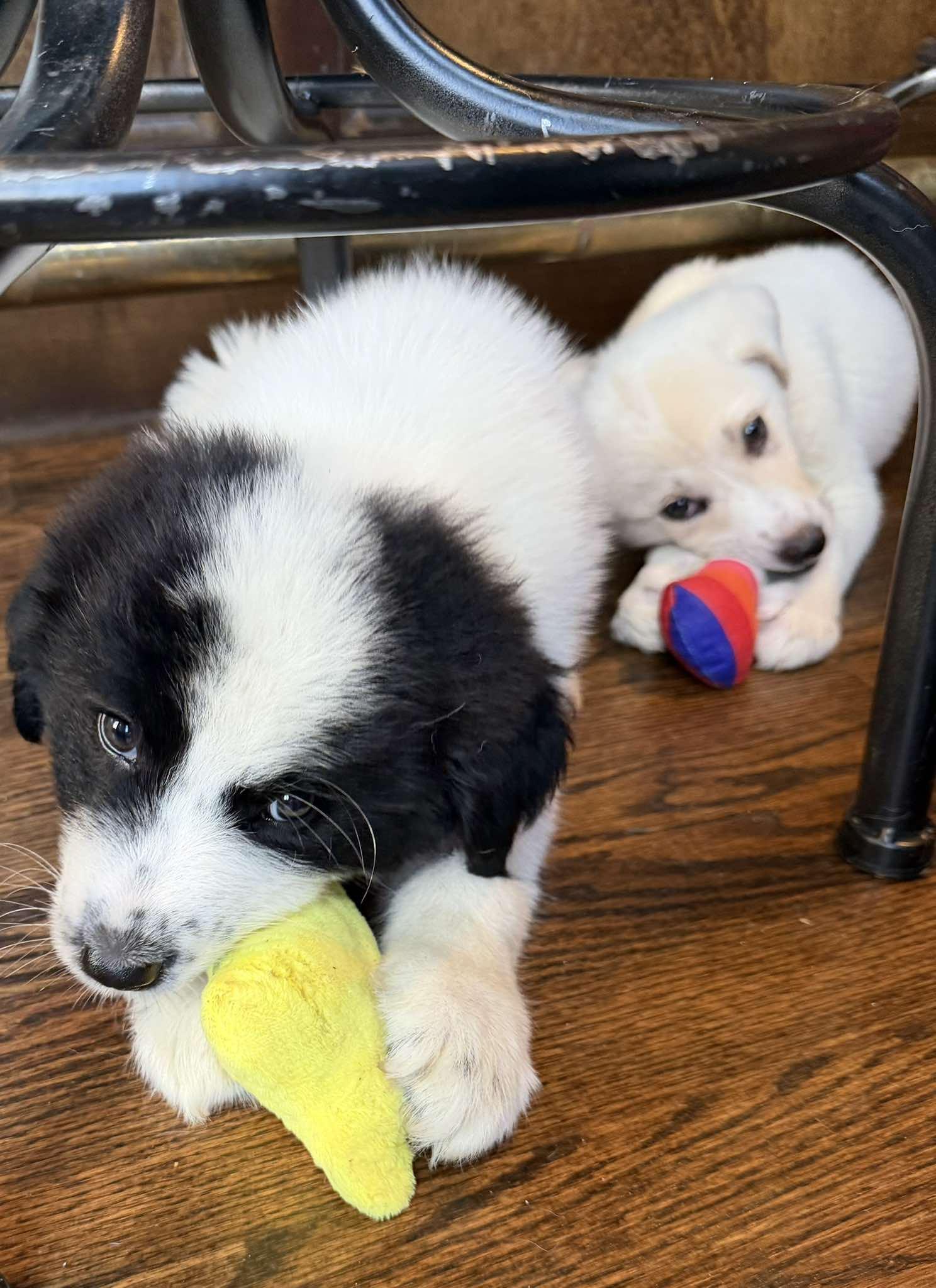 Wilde, a ADOPTABLE Great Pyrenees in Kiowa, OK image 3/6