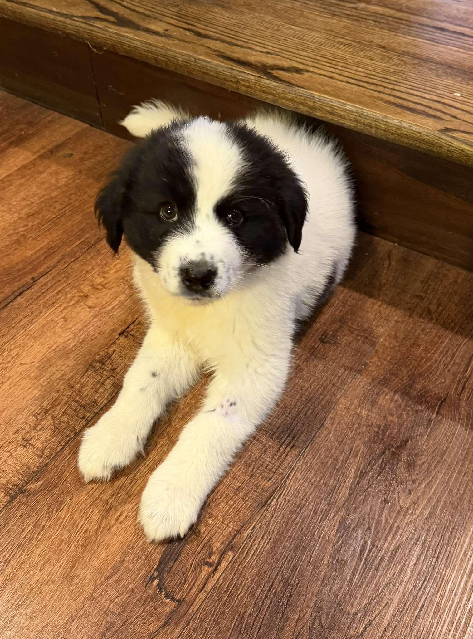 Wilde, a ADOPTABLE Great Pyrenees in Kiowa, OK image 6/6