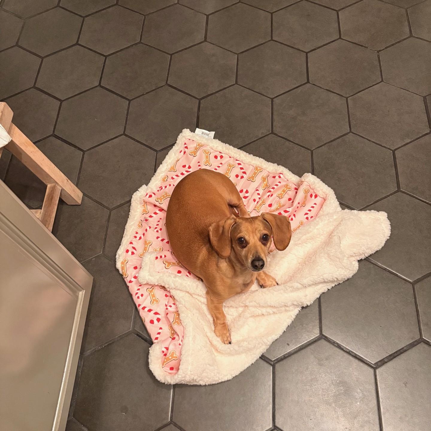 Oscar, a Adoptable Dachshund in Portland, OR image 3/5