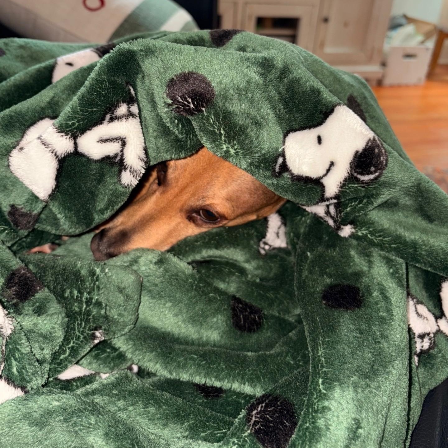 Oscar, a Adoptable Dachshund in Portland, OR image 5/5