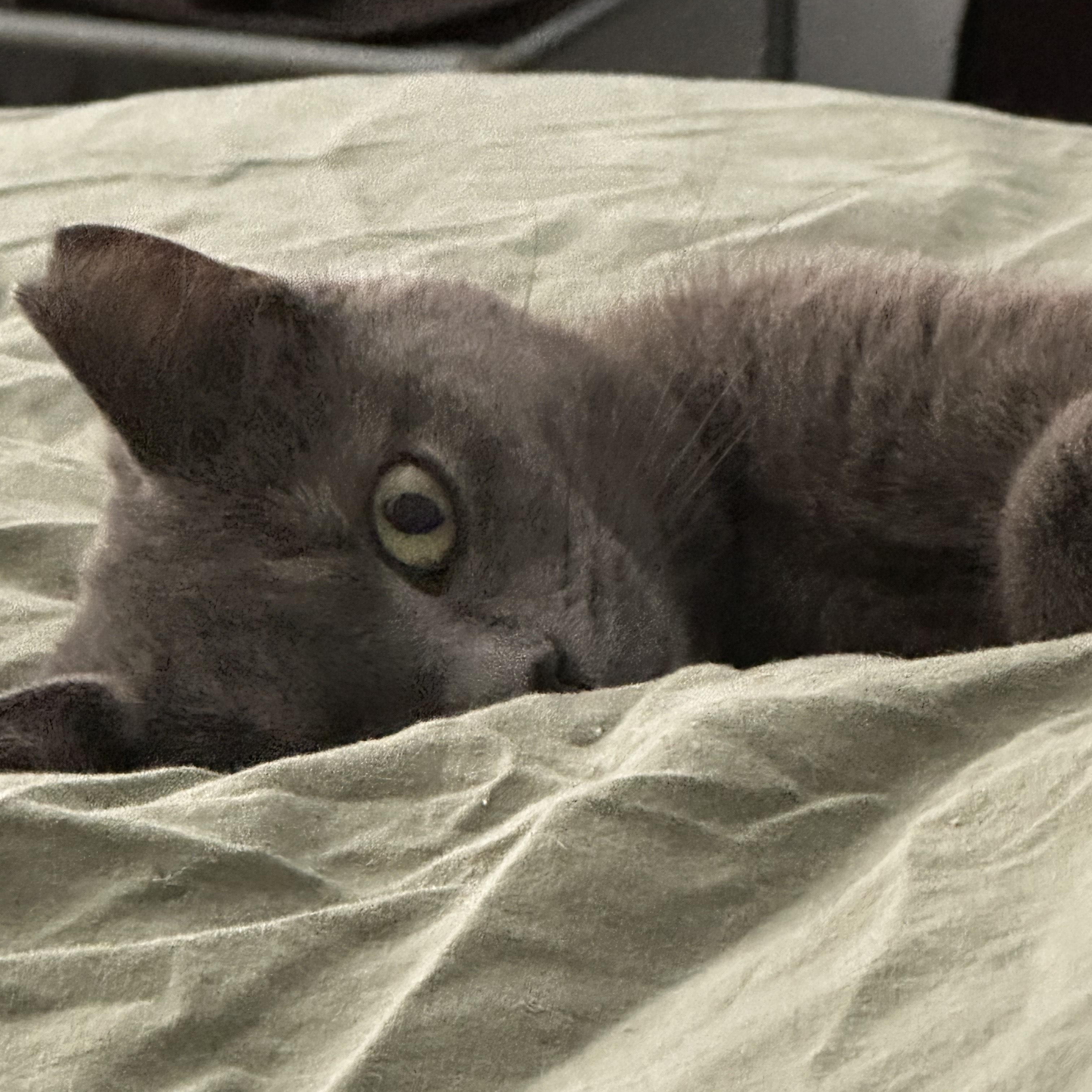 Enlarge Sapphire, a Adopted mixed breed in Pierrefonds, QC image 2/5