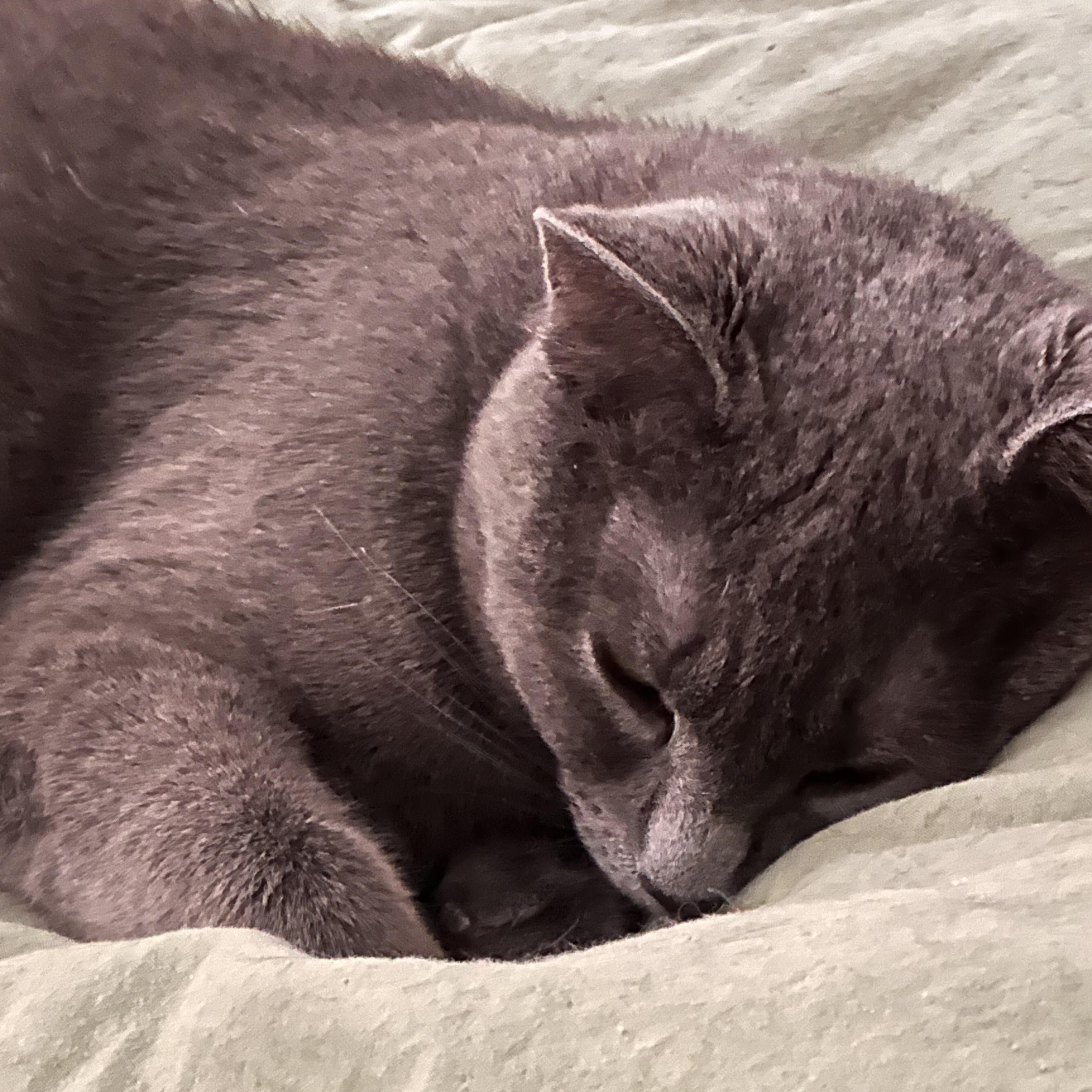 Enlarge Sapphire, a Adopted mixed breed in Pierrefonds, QC image 3/5