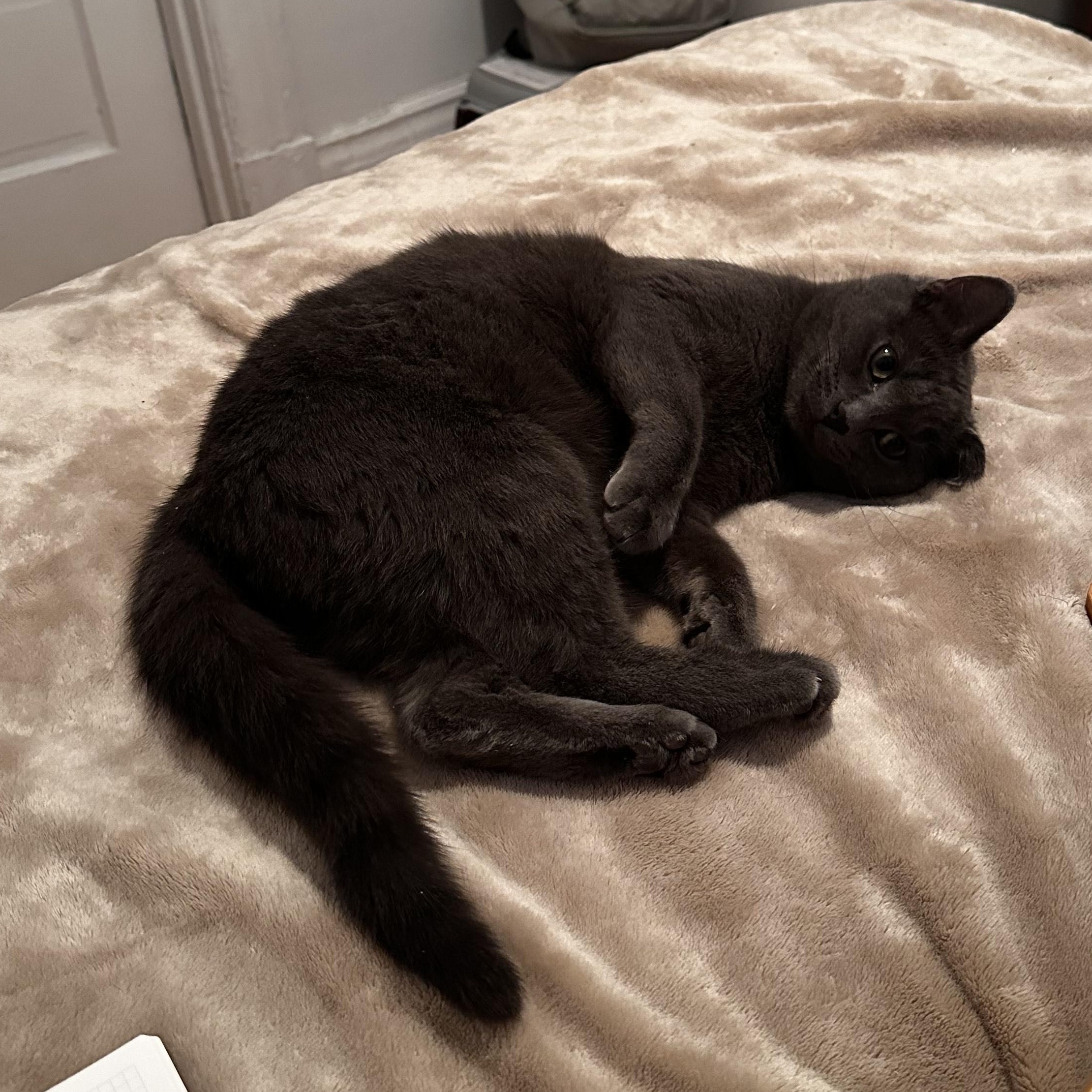 Enlarge Sapphire, a Adopted mixed breed in Pierrefonds, QC image 4/5