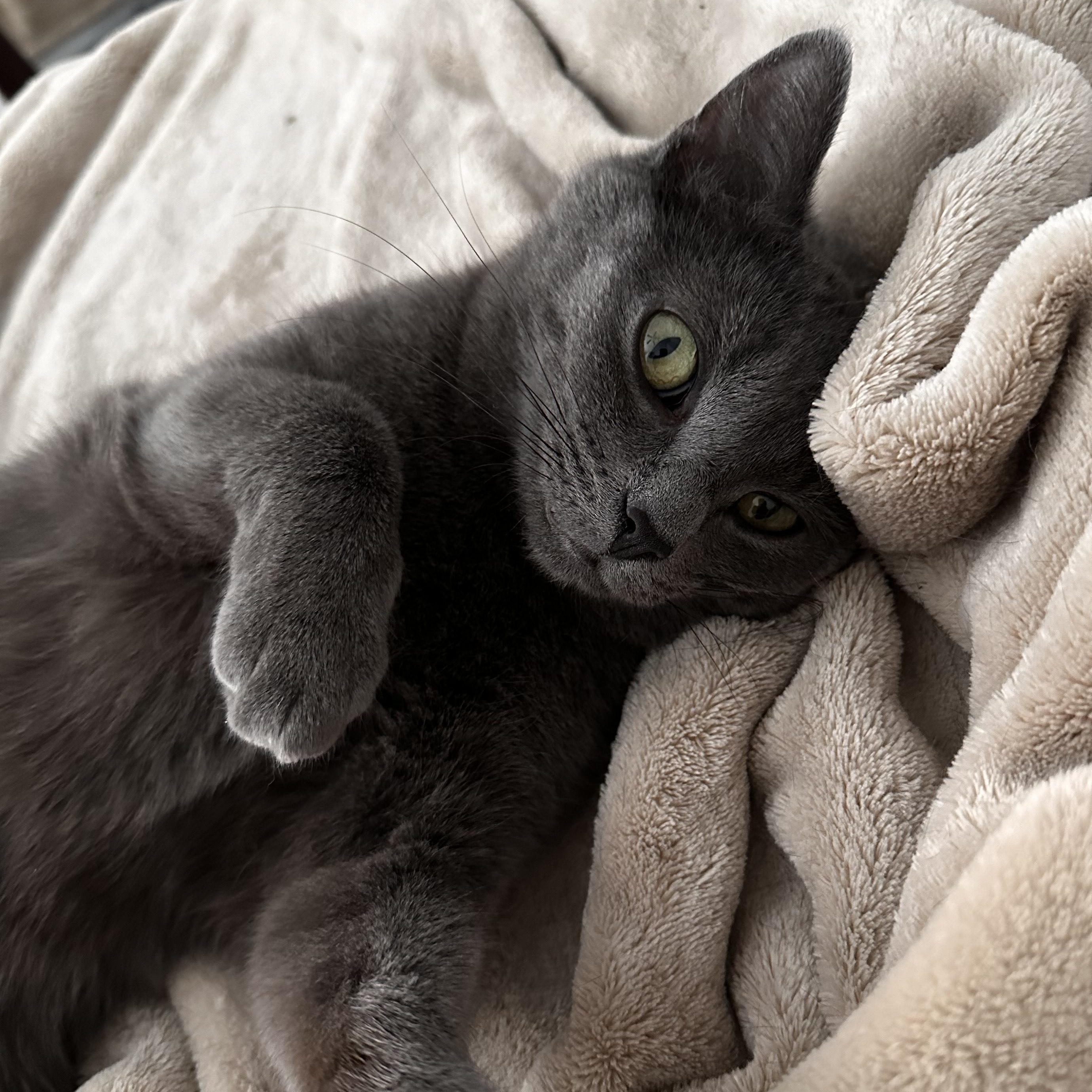 Enlarge Sapphire, a Adopted mixed breed in Pierrefonds, QC image 1/5