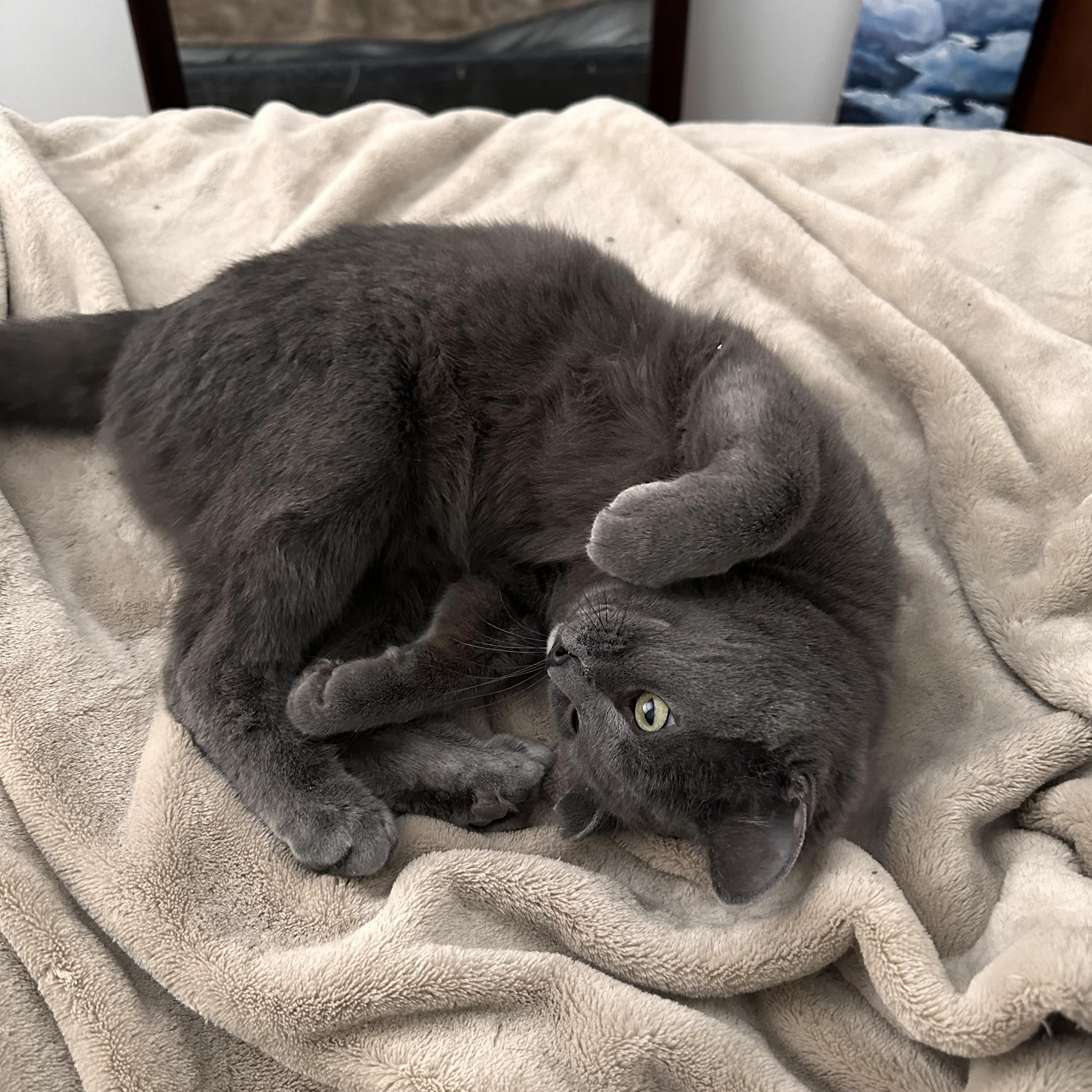 Enlarge Sapphire, a Adopted mixed breed in Pierrefonds, QC image 5/5