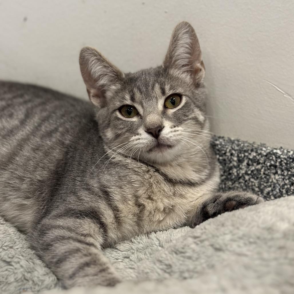 Tallulah, Adoptable, Kitten Female Domestic Short Hair.