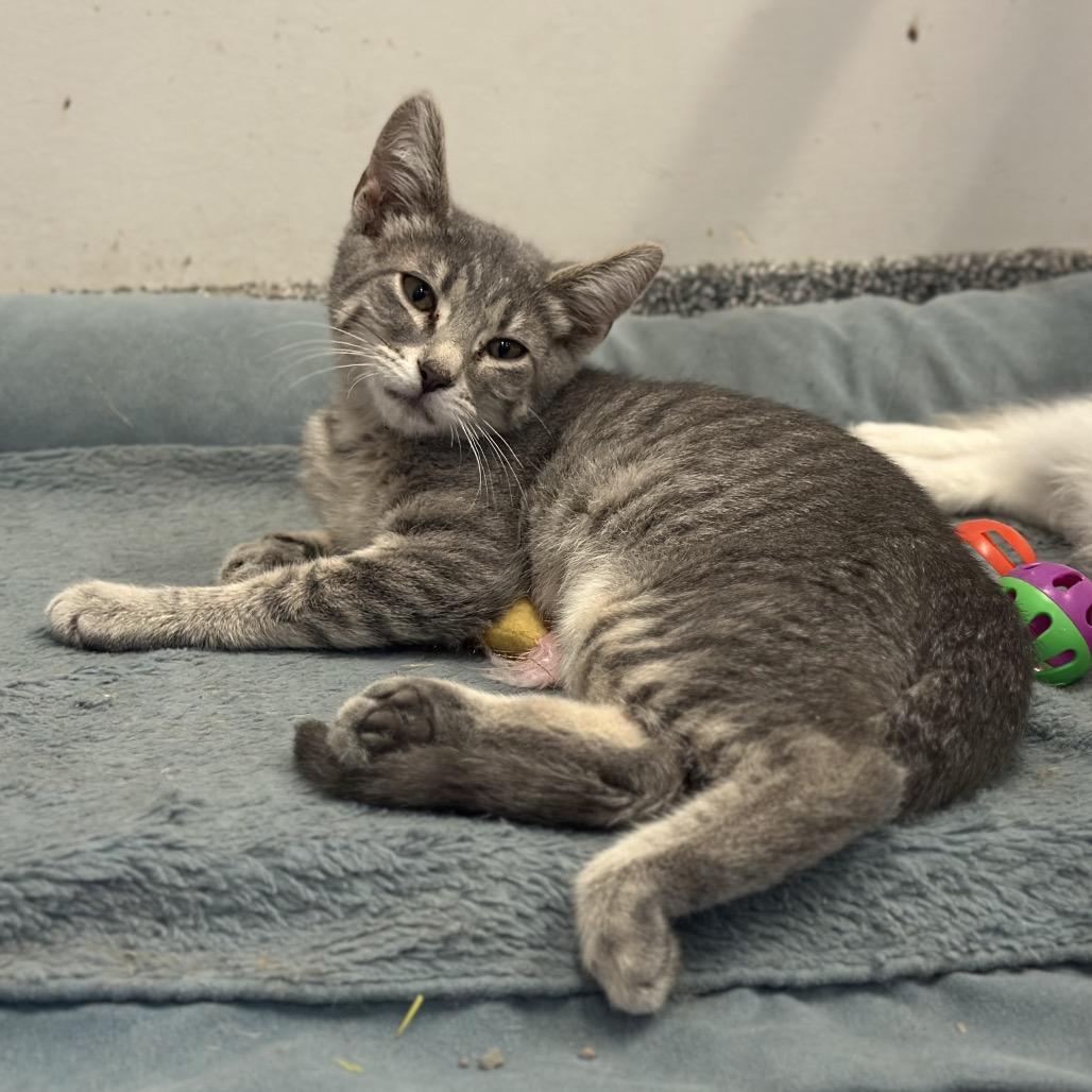 Tallulah, a Adoptable Domestic Short Hair in Hinsdale, IL image 2/3