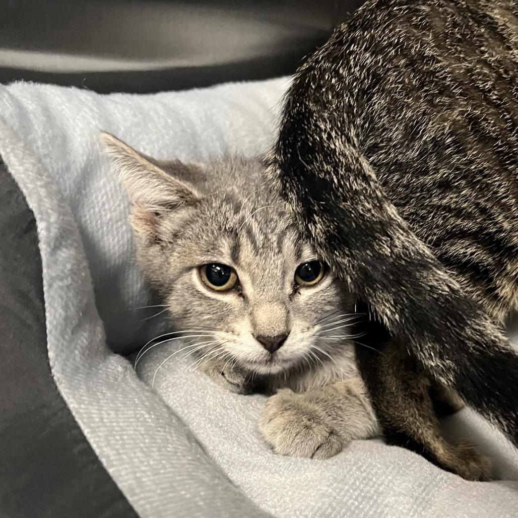 Tallulah, a Adoptable Domestic Short Hair in Hinsdale, IL image 3/3