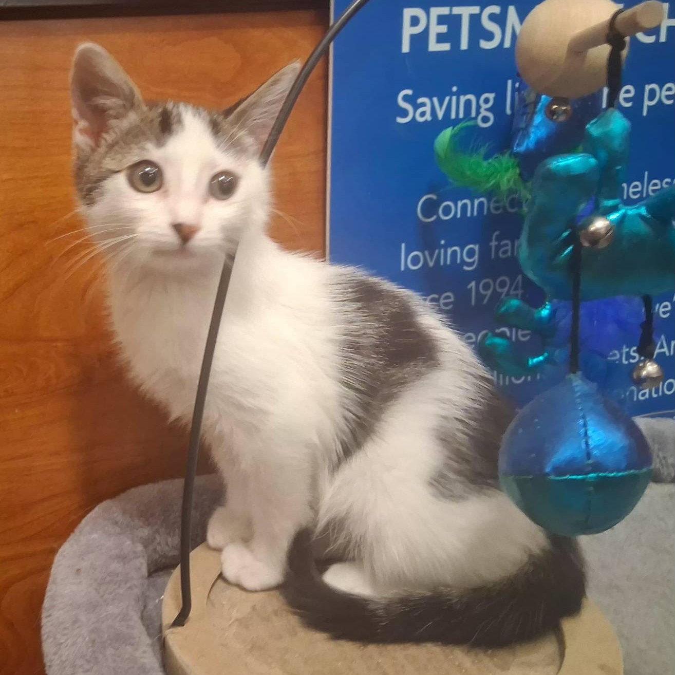 Nico, Adopted, Kitten Male Domestic Short Hair.