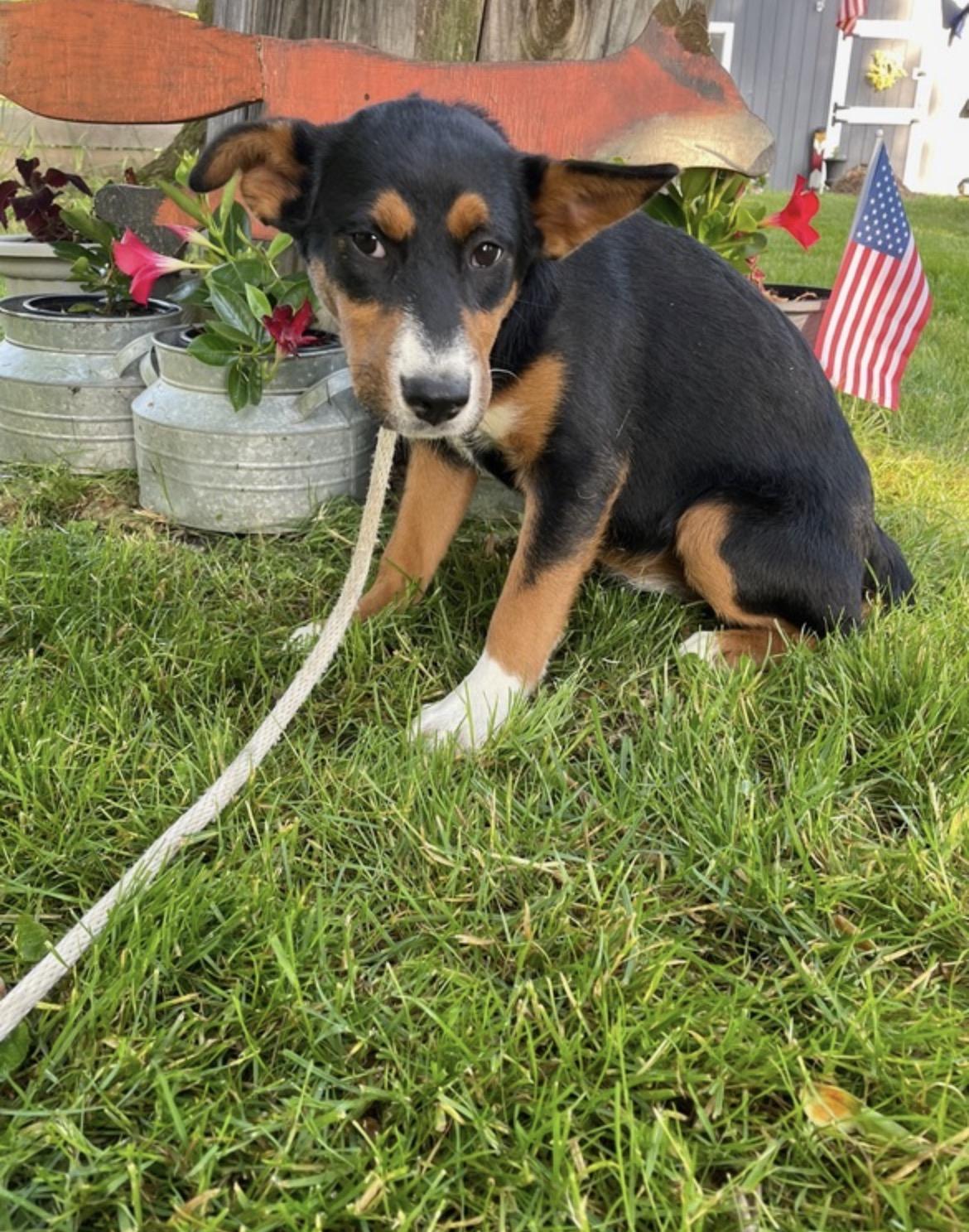 Paisley, ADOPTABLE, Puppy Female Corgi.