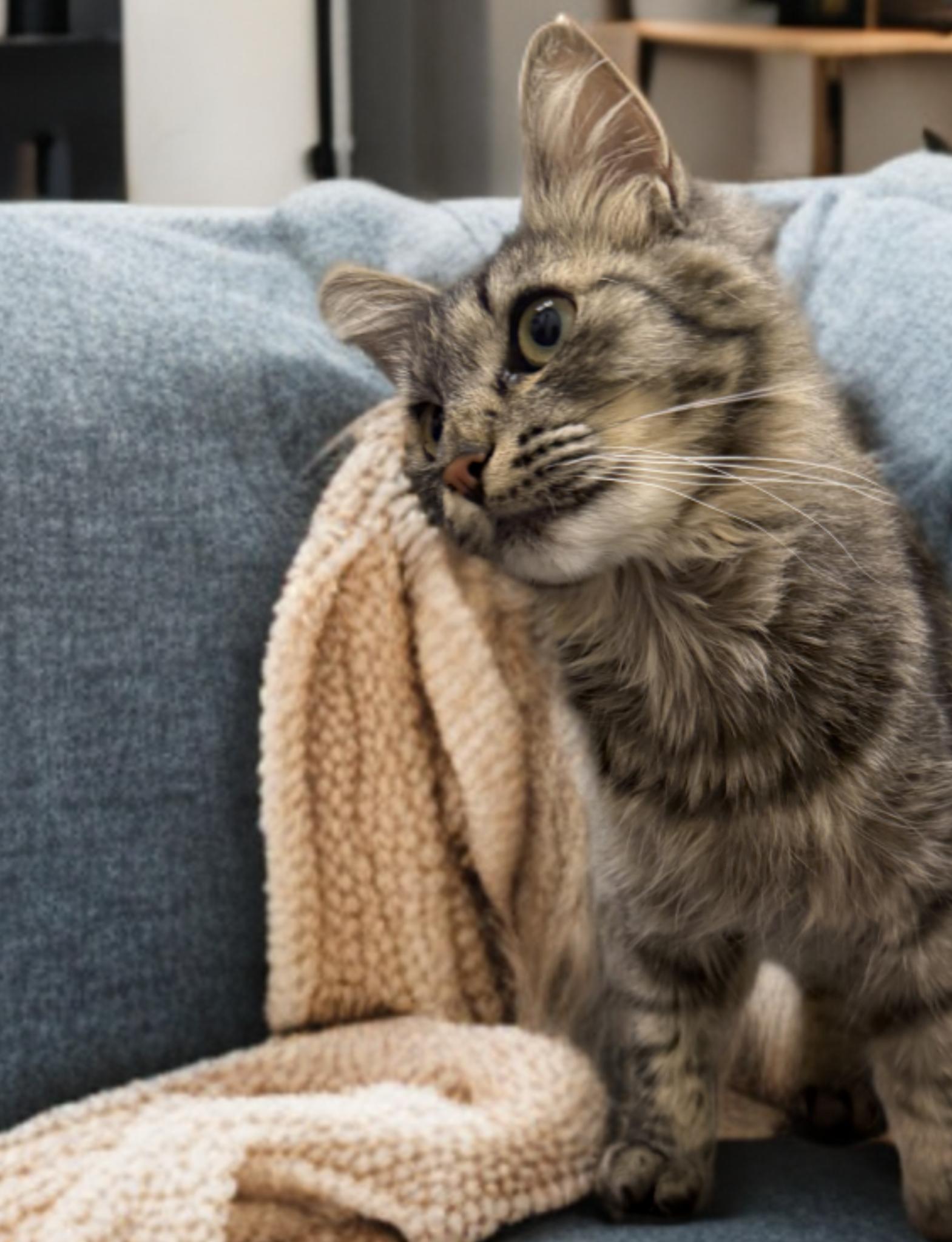 Bandy, Adopted, Young Male American Shorthair.