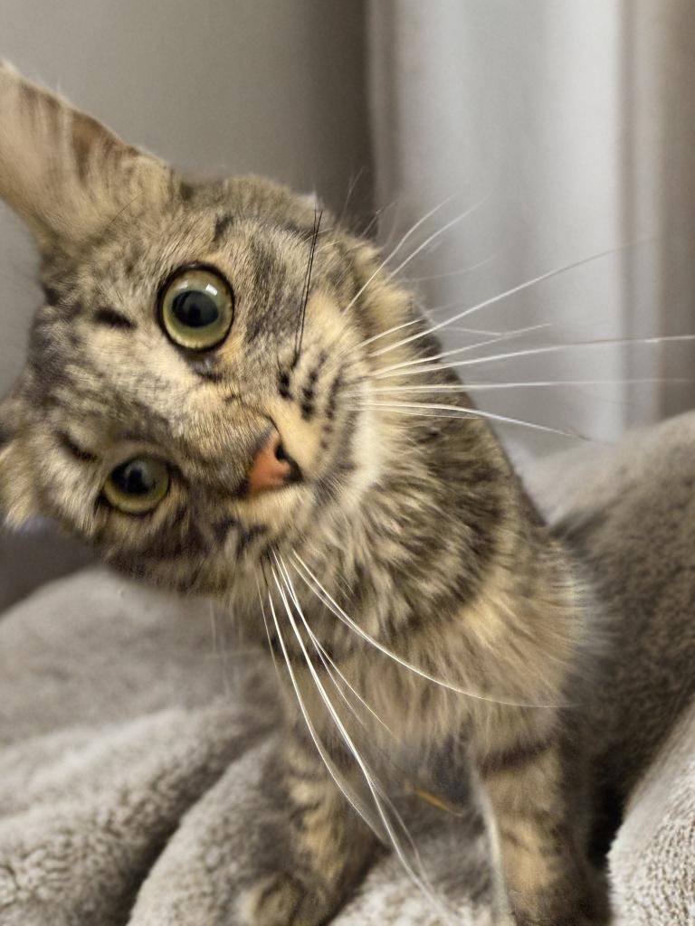 Enlarge Bandy, a Adopted American Shorthair in Twin Falls, ID image 2/3