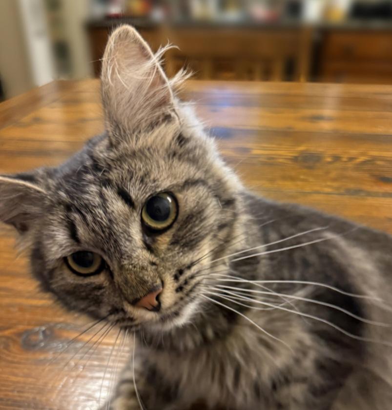Enlarge Bandy, a Adopted American Shorthair in Twin Falls, ID image 3/3