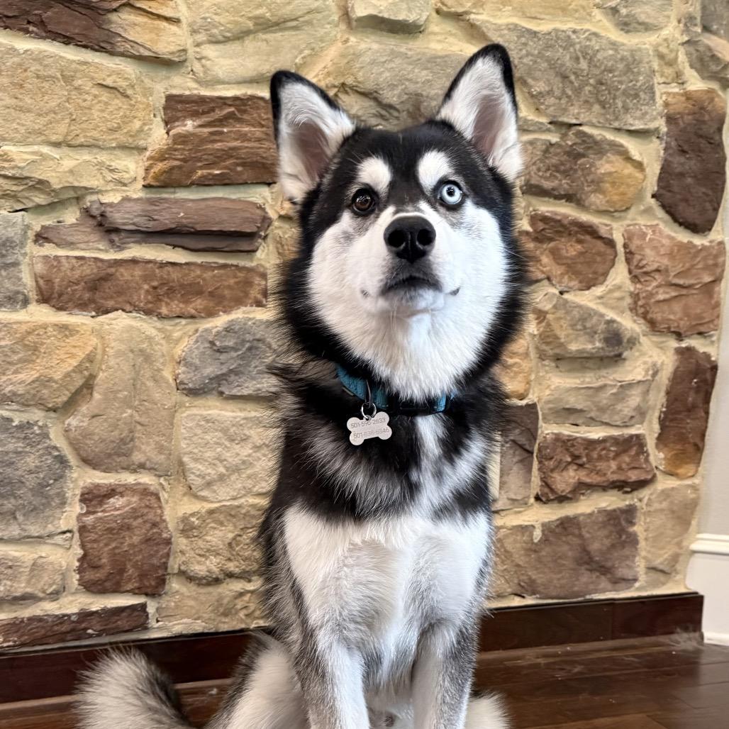 Enlarge Koda, a Adoptable mixed breed in Little Rock, AR image 1/3