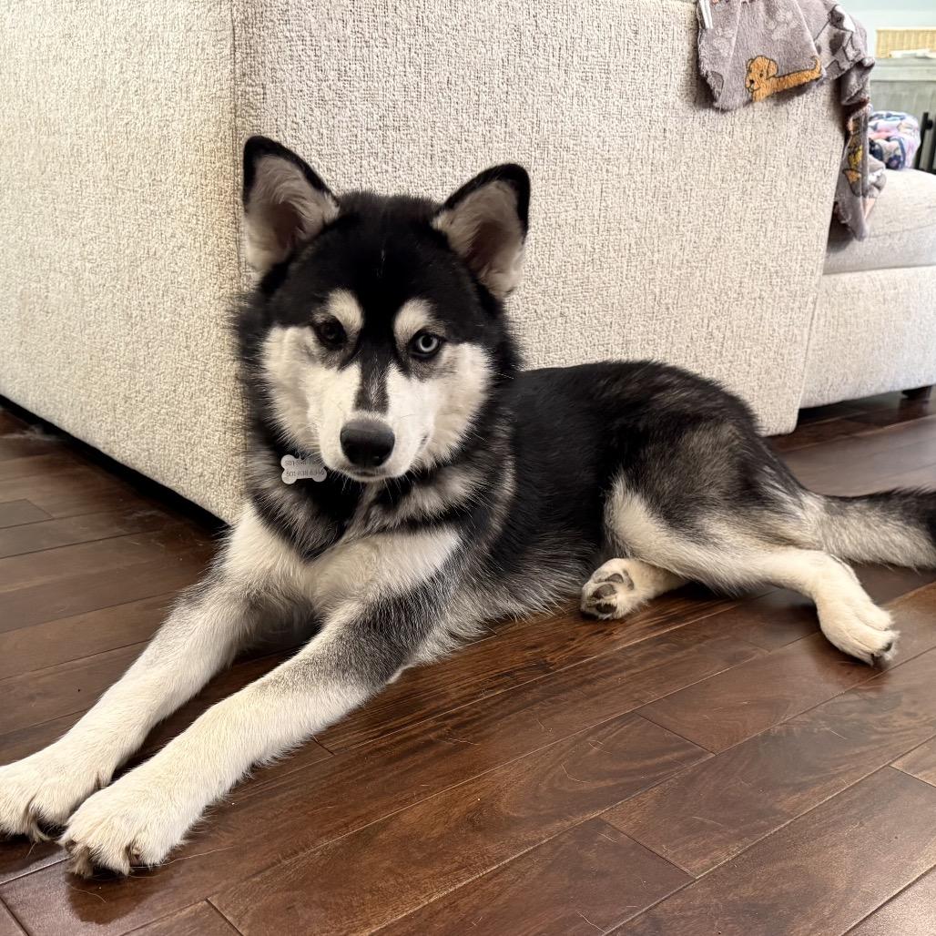 Enlarge Koda, a Adoptable mixed breed in Little Rock, AR image 2/3