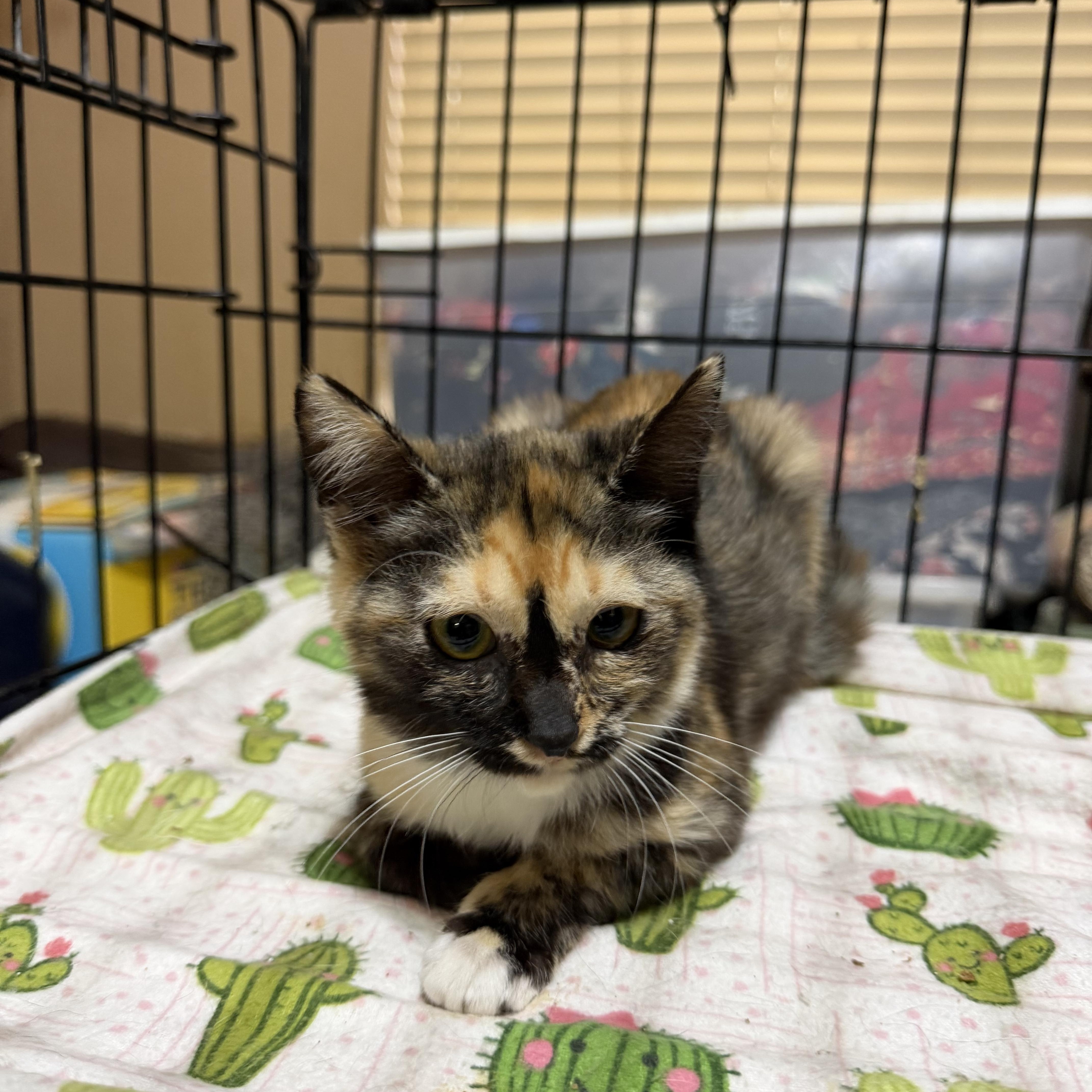 Enlarge Tina, a Adoptable mixed breed in Stockton, CA image 1/1