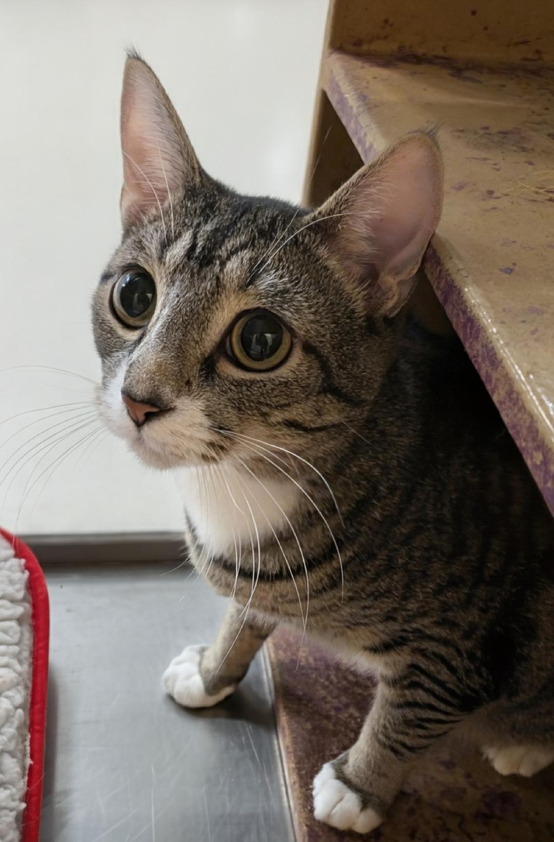 Marigold, Adoptable, Young Female Domestic Short Hair.