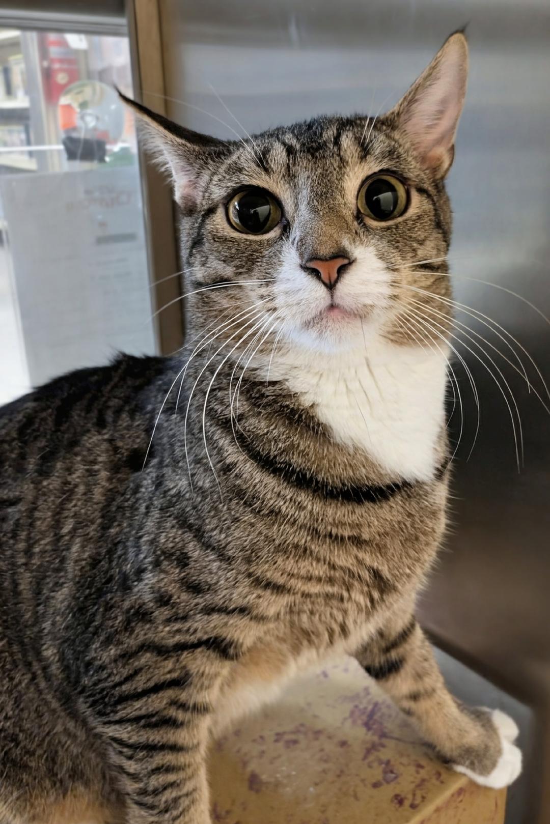 Marigold, a Adoptable Domestic Short Hair in Ashland, VA image 3/4
