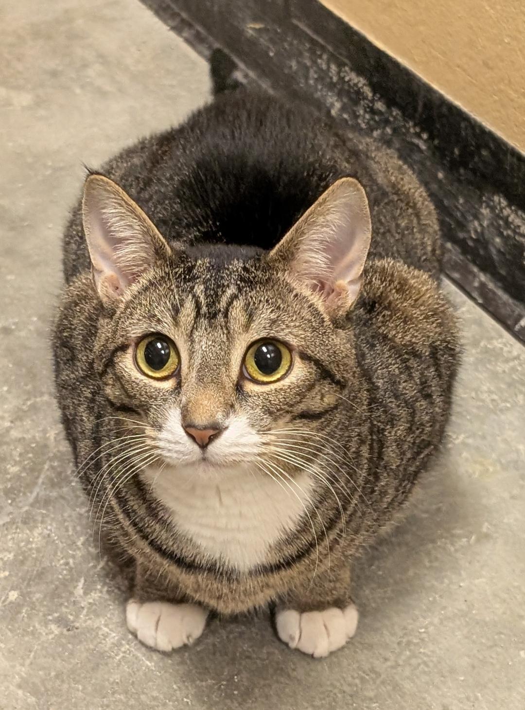 Enlarge Marigold, a Adoptable Domestic Short Hair in Ashland, VA image 1/3