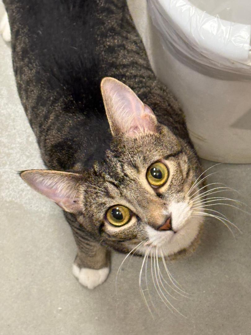 Marigold, a Adoptable Domestic Short Hair in Ashland, VA image 4/4