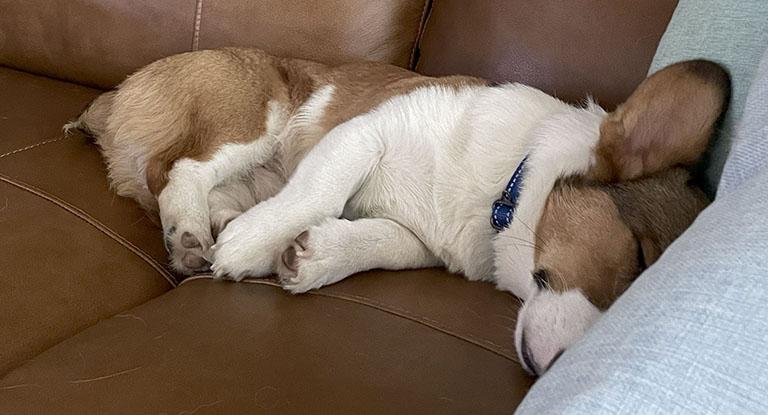Enlarge Chong, a ADOPTABLE Corgi in Chesterfield, MO image 3/3