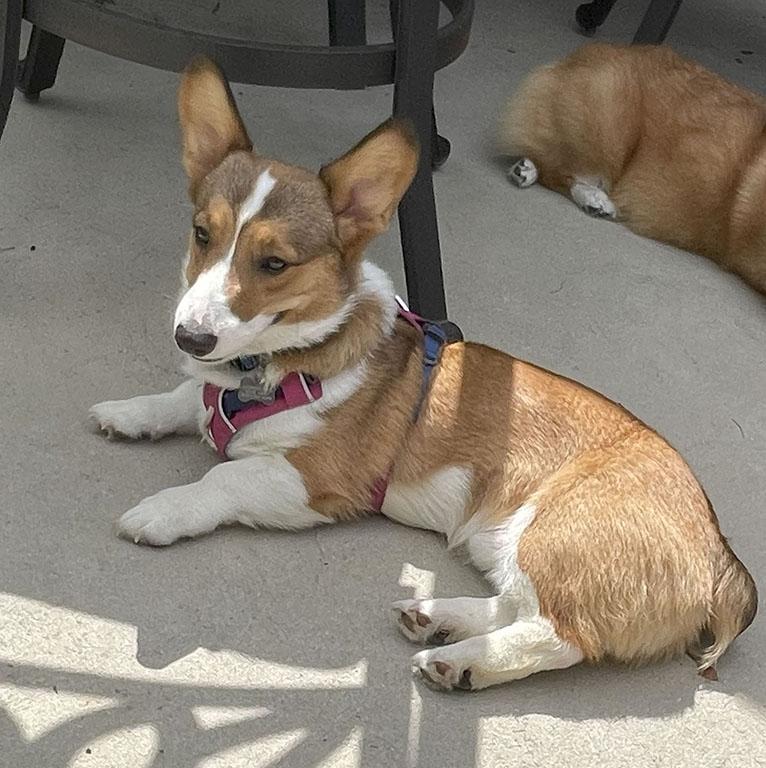 Enlarge Chong, a ADOPTABLE Corgi in Chesterfield, MO image 1/3