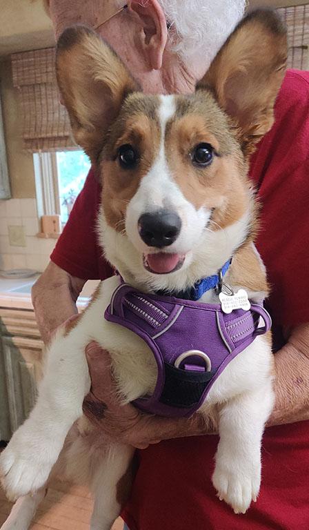 Enlarge Chong, a ADOPTABLE Corgi in Chesterfield, MO image 2/3