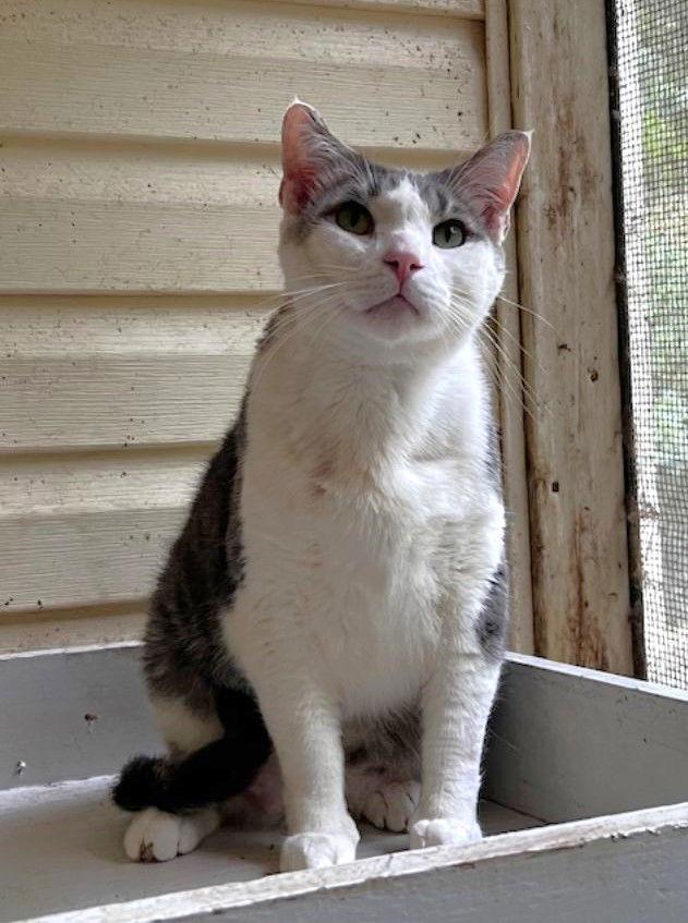 BLUE, Adoptable, Adult Male Tabby.