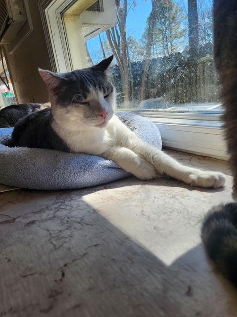 Enlarge BLUE, a Adoptable Tabby in Capshaw, AL image 2/3