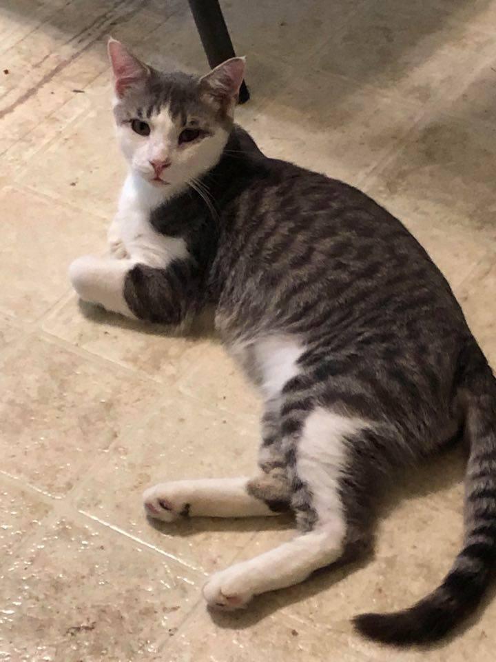 Enlarge BLUE, a Adoptable Tabby in Capshaw, AL image 3/3