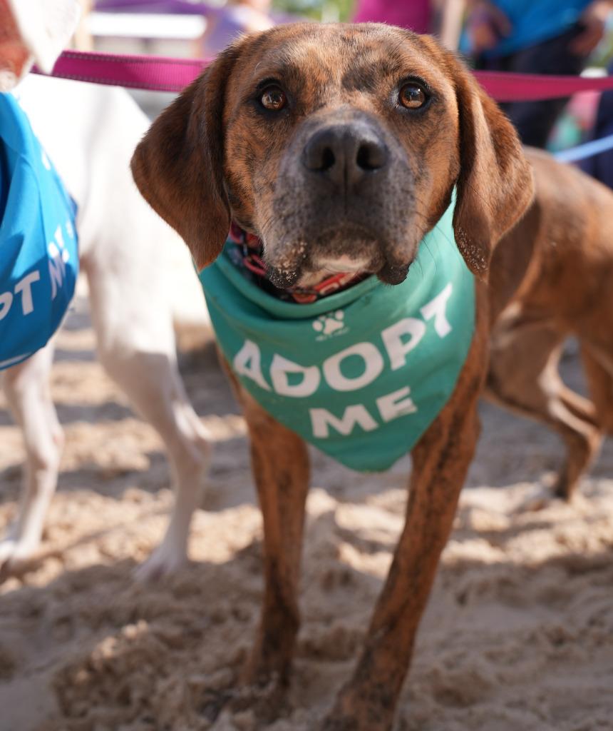 Enlarge Marco, a Adoptable mixed breed in Sunrise Beach, MO image 1/4