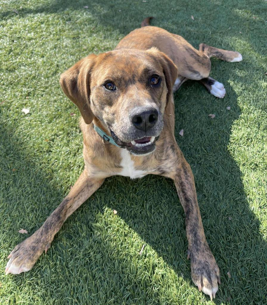 Enlarge Marco, a Adoptable mixed breed in Sunrise Beach, MO image 2/4