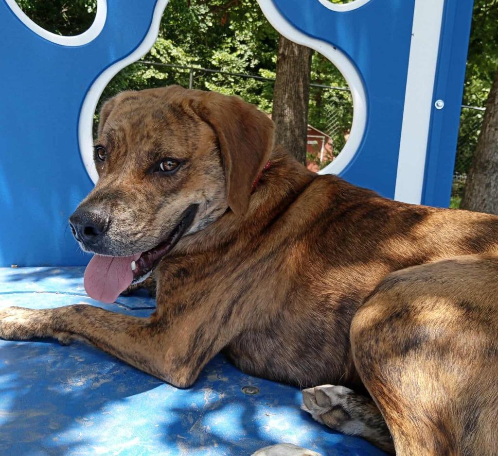 Marco, a Adoptable mixed breed in Sunrise Beach, MO image 4/4