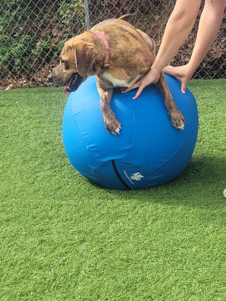 Enlarge Marco, a Adoptable mixed breed in Sunrise Beach, MO image 5/5