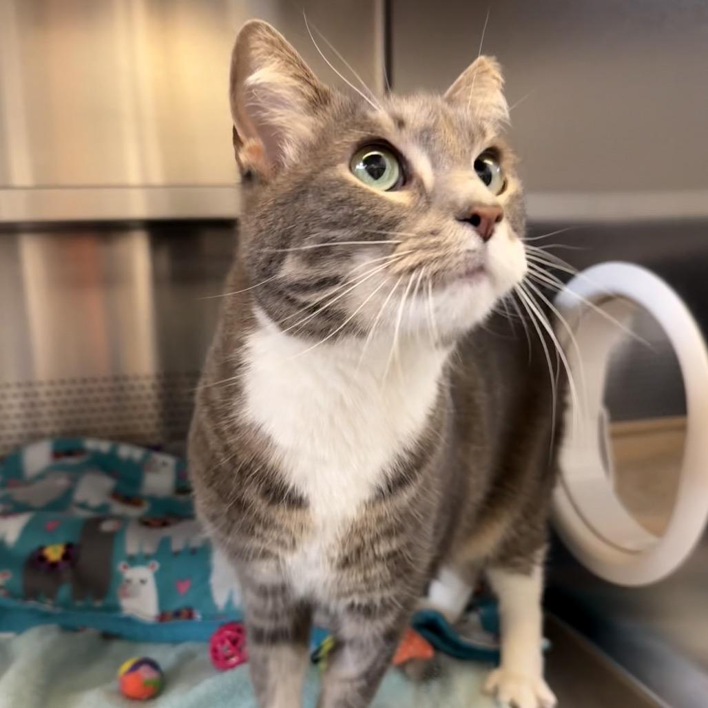 Sassy, Adoptable, Senior Female Domestic Short Hair.