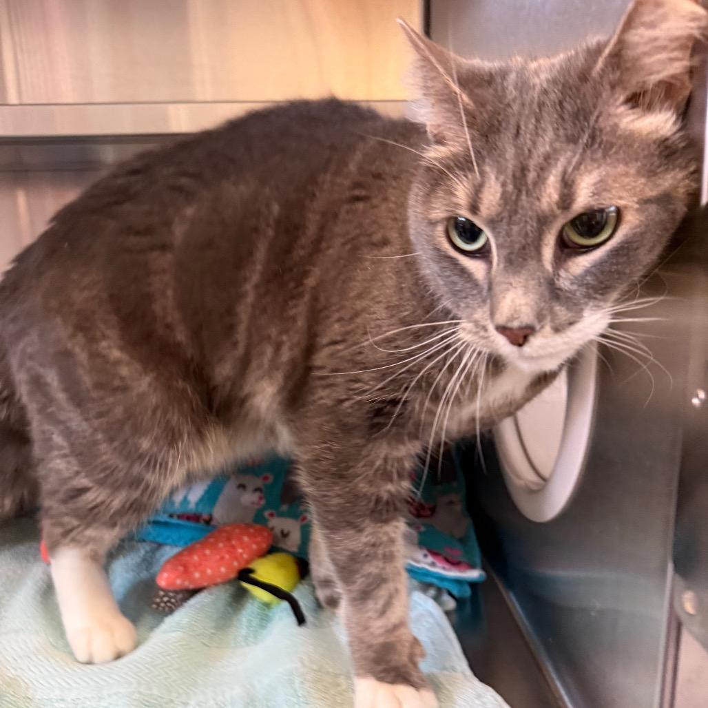 Enlarge Sassy, a Adoptable Domestic Short Hair in Sarasota, FL image 2/4