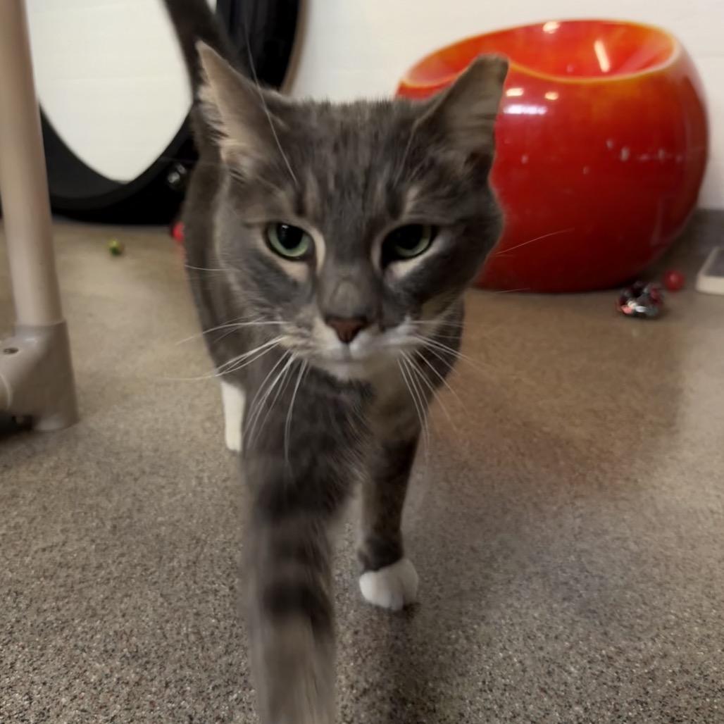 Enlarge Sassy, a Adoptable Domestic Short Hair in Sarasota, FL image 3/4