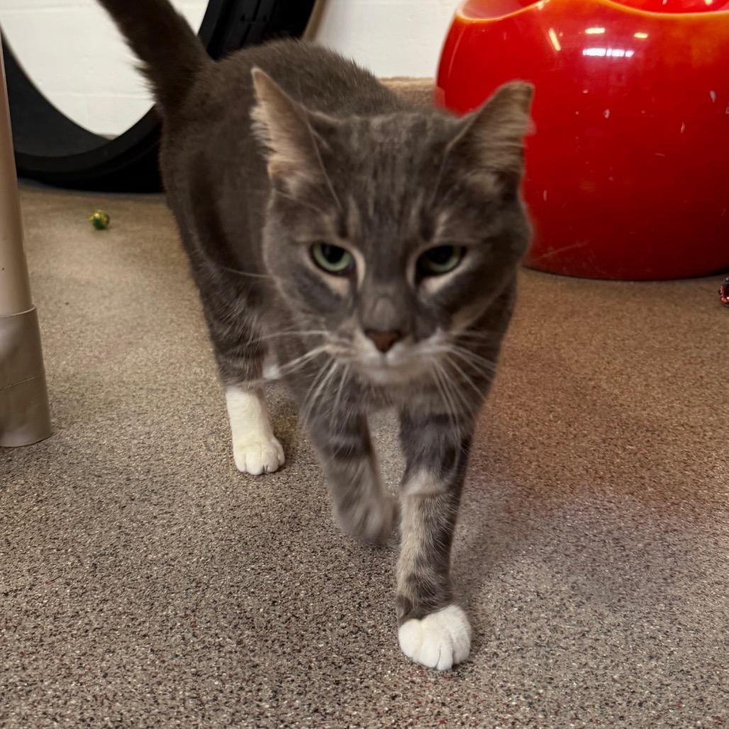 Enlarge Sassy, a Adoptable Domestic Short Hair in Sarasota, FL image 4/4