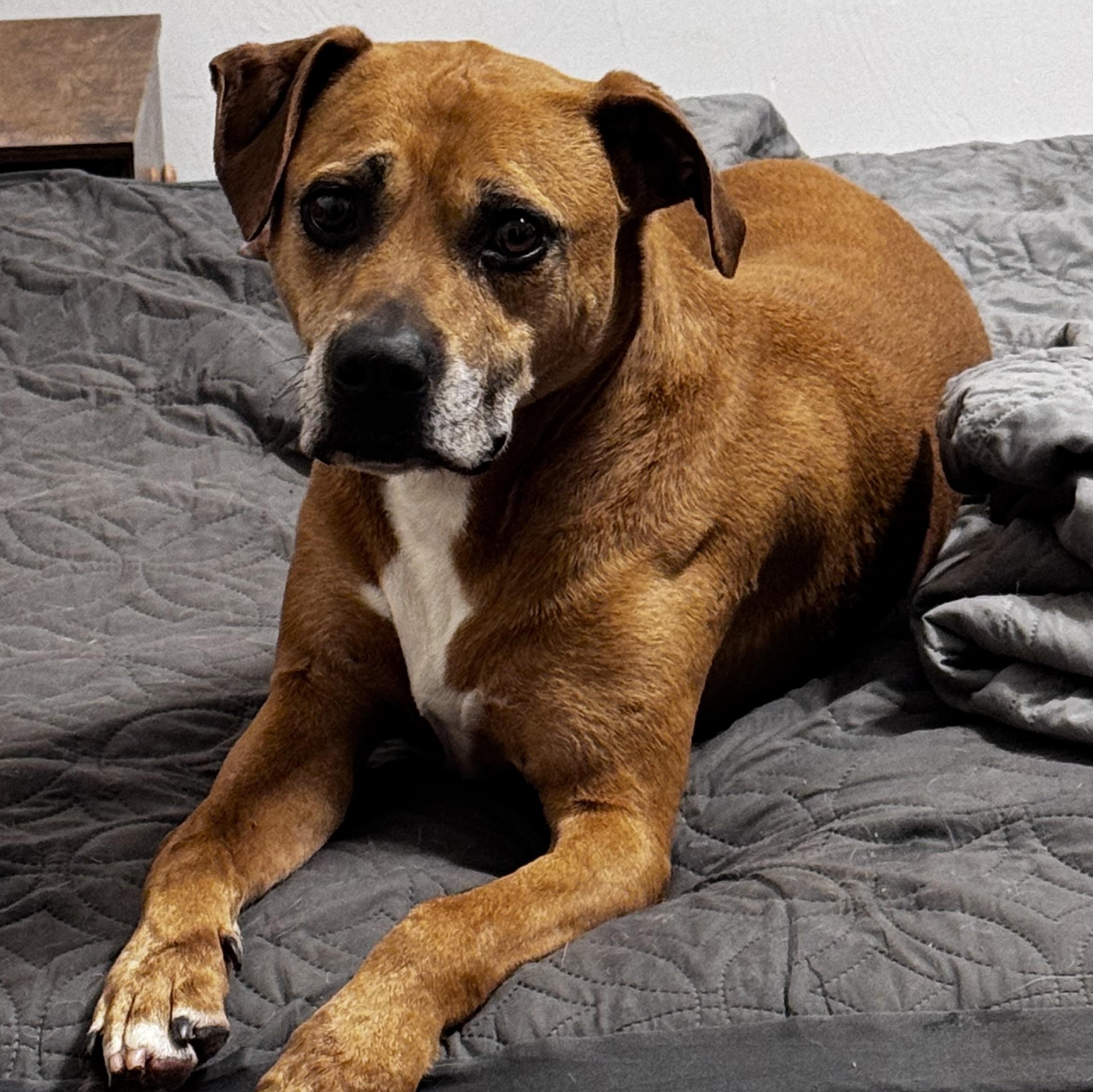 Bosa, a ADOPTABLE mixed breed in Yukon, OK image 2/2