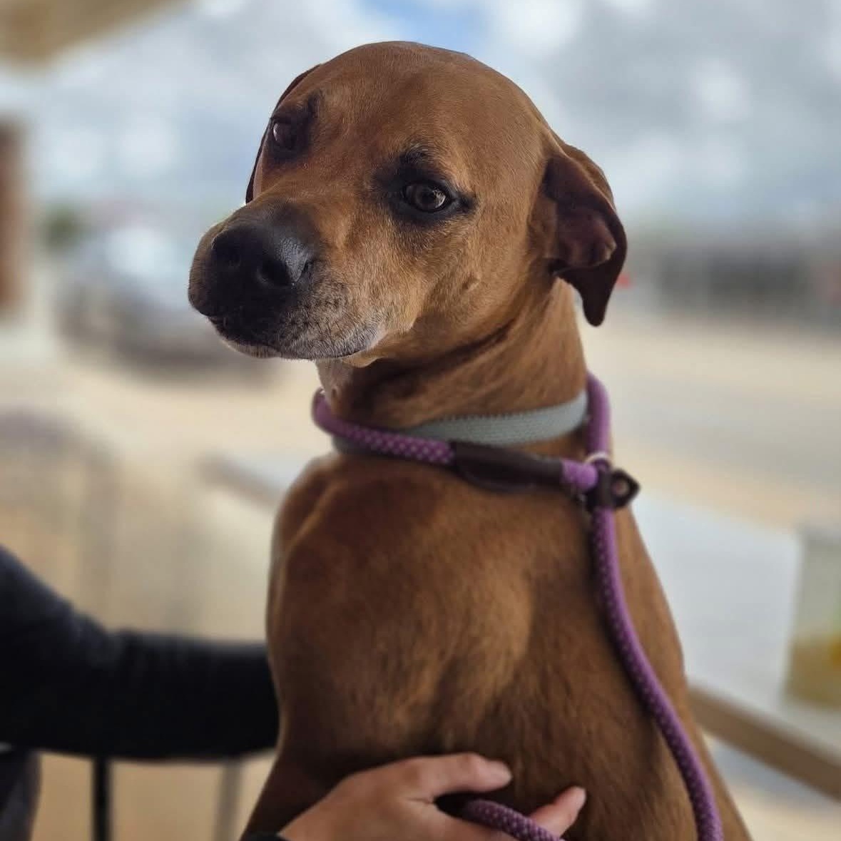 Bosa, ADOPTABLE, Adult Male Boxer.
